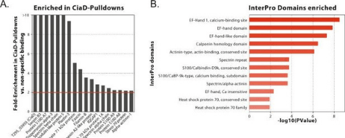 Campylobacter-jejuni