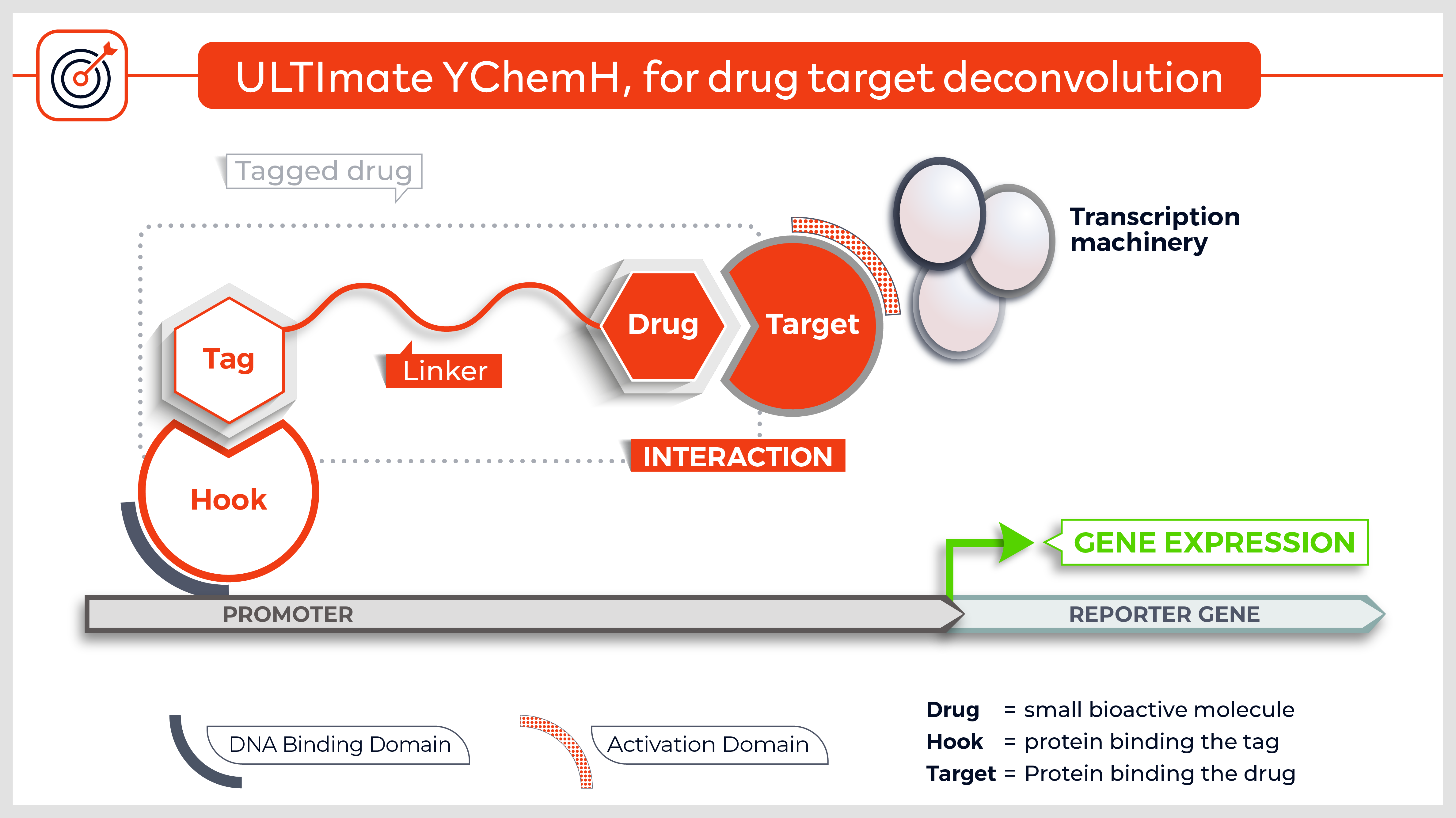 MNK2 deficiency potentiates β-cell regeneration via translational